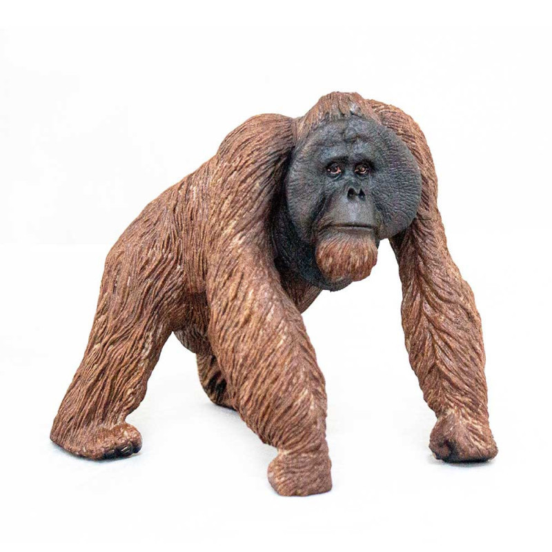 PONGO PYGMMAEUS COLECCIONABLE